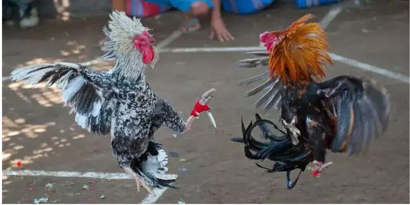 Cách tham gia đá gà cựa dao tại 99ok
