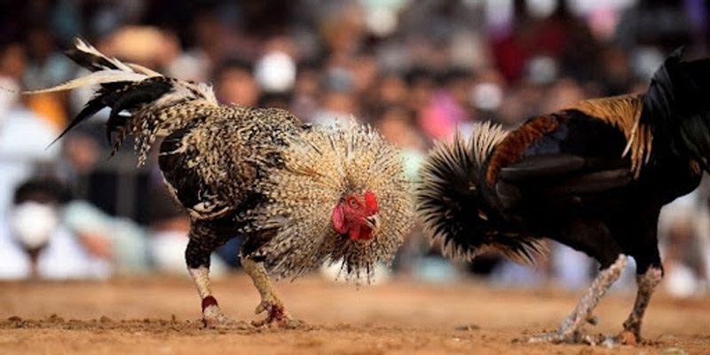 Điểm cộng vượt trội khi trải nghiệm trên sảnh