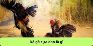 Đá gà cựa dao