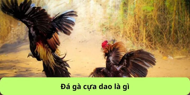 Tìm hiểu khái quát về đá gà cựa dao tại 99ok