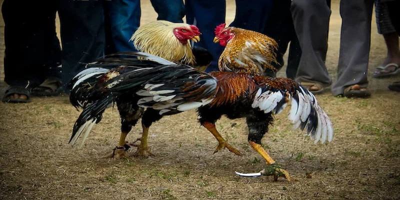 Luật chơi đá gà cựa dao – Công bằng sát phạt, kịch tính đỉnh cao