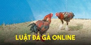 Luật Đá Gà Online