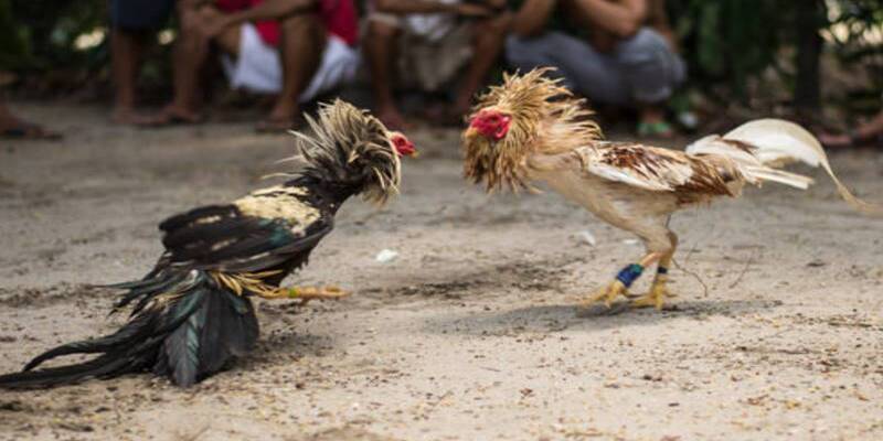 Mẹo đá gà cựa dao – Đá là trúng, tiền vào cả thúng