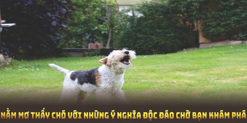 Nằm mơ thấy chó tại nhà cái 99OK với những ý nghĩa độc đáo chờ bạn khám phá