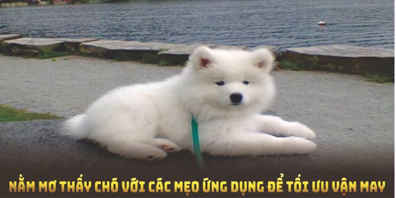 Nằm mơ thấy chó tại nhà cái 99OK với các mẹo ứng dụng để tối ưu vận may