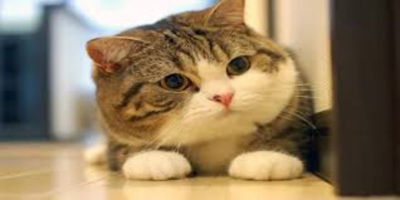 Nằm mơ thấy mèo bị rượt đuổi là điềm báo về những khó khăn