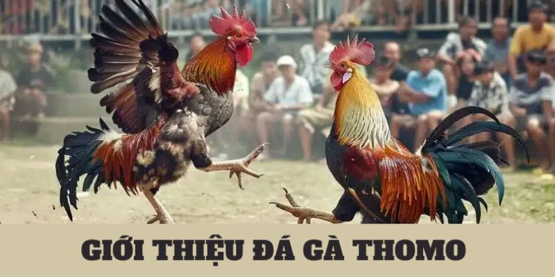 Tìm hiểu về đá gà Thomo