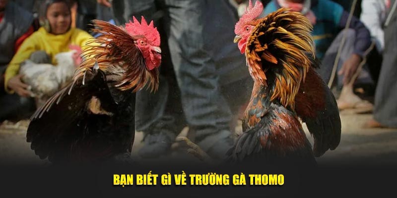 Ưu điểm của loại hình đá gà Thomo